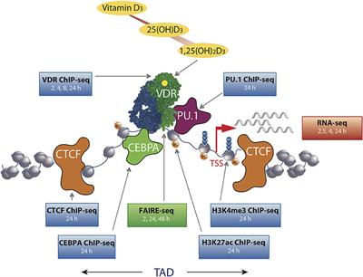 Vitamin D Signaling in the Context of Innate Immunity: Focus on Human Monocytes